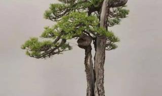描写松柏的诗句 关于松树的诗句